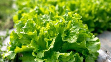 La méthode révolutionnaire pour garder votre salade fraîche 15 jours : fini le gaspillage !