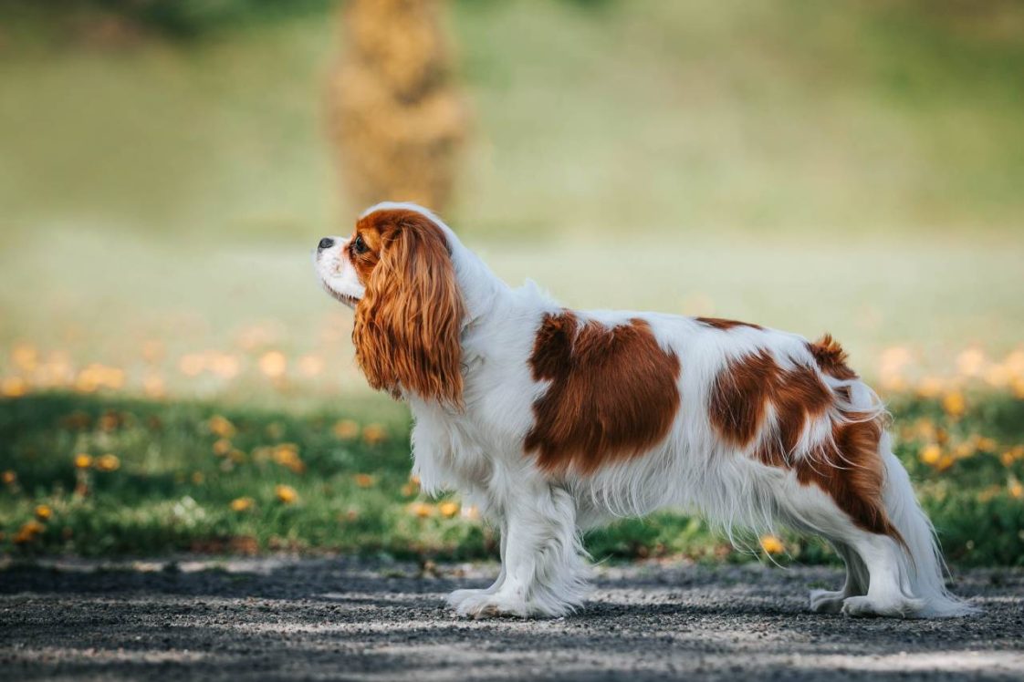 4 races de chiens incroyablement intelligents qui savent s’adapter aux — free download