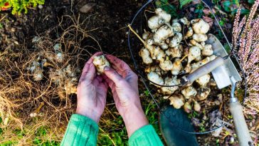 Le topinambour, star oubliée des potagers, opère un comeback fulgurant : découvrez pourquoi implanter ce tubercule ultra-résistant dès ce mois de novembre