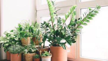 Comment garder vos plantes d'intérieur en pleine forme pendant l'automne et l'hiver