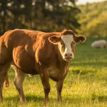 Vache miniature : ces 5 races adorables que tout le monde veut dans son jardin (et pourquoi elles séduisent autant)