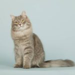 Ces 4 bruits invisibles à l’oreille humaine peuvent bouleverser le comportement de votre chat en quelques secondes