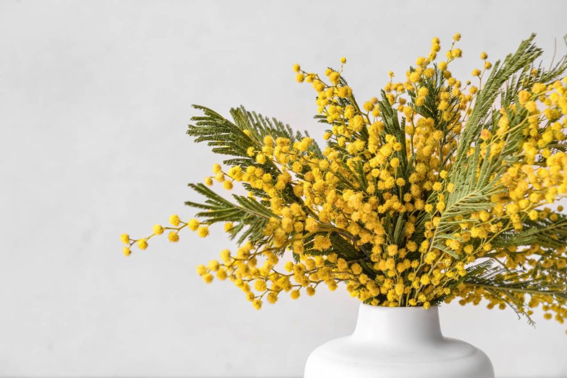 Le mimosa, bien plus qu'une simple fleur jaune : découvrez sa riche symbolique