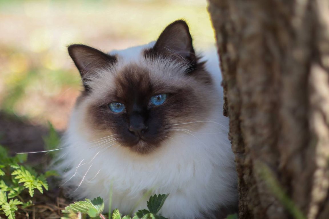 Les 10 races de chats préférées des Français : préparez-vous à fondre devant ces boules de poils