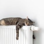 Mon chat a-t-il froid ? 7 signes qui ne trompent pas et mes astuces pour le réchauffer