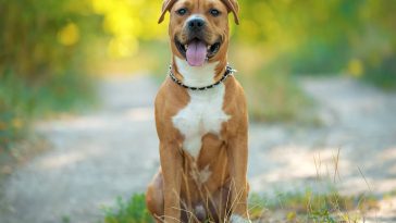 5 astuces méconnues pour brosser et toiletter votre American Staffordshire Terrier plus facilement