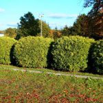 Ces arbustes plantés en février poussent plus vite que vous ne l’imaginez et bloquent les regards tout l’été