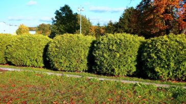Ces arbustes plantés en février poussent plus vite que vous ne l’imaginez et bloquent les regards tout l’été