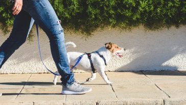 Comment apprendre à votre chien à marcher calmement en laisse
