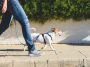 Comment apprendre à votre chien à marcher calmement en laisse