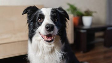 Border Collie : 7 choses essentielles à savoir avant d'accueillir ce génie canin