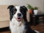 Border Collie : 7 choses essentielles à savoir avant d'accueillir ce génie canin