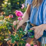 Comment obtenir plus de rosiers sans effort grâce à une méthode que personne ne partage
