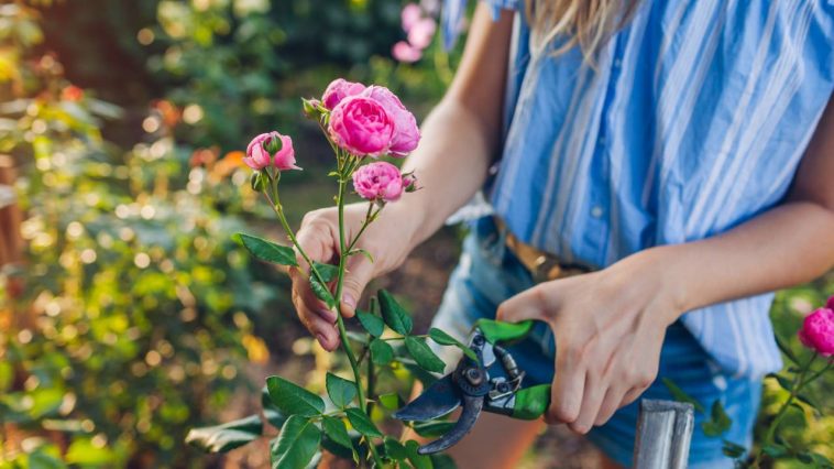 Comment obtenir plus de rosiers sans effort grâce à une méthode que personne ne partage
