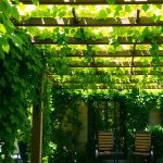 4 plantes grimpantes idéales pour transformer votre pergola en oasis verdoyante