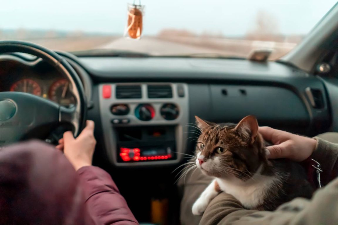 Vous partez en voiture avec votre chien ou votre chat ? Ces conseils indispensables vont tout changer pour vos trajets