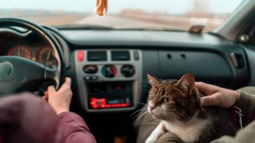 Vous partez en voiture avec votre chien ou votre chat ? Ces conseils indispensables vont tout changer pour vos trajets