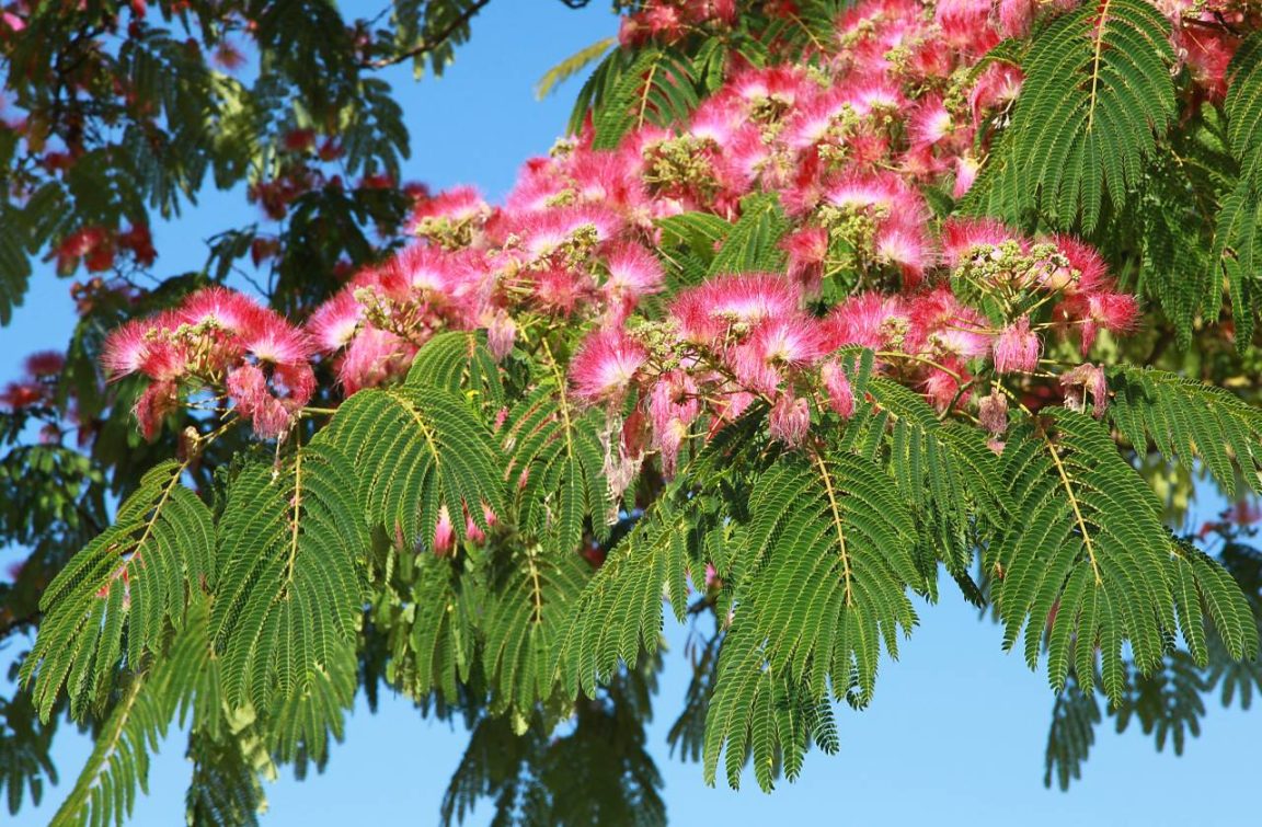 Fini les fleurs sur mon albizia : les causes méconnues et les solutions concrètes pour retrouver un arbre magnifique rapidement