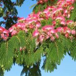 Fini les fleurs sur mon albizia : les causes méconnues et les solutions concrètes pour retrouver un arbre magnifique rapidement