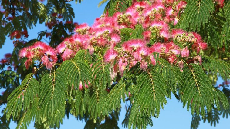 Fini les fleurs sur mon albizia : les causes méconnues et les solutions concrètes pour retrouver un arbre magnifique rapidement