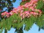 Fini les fleurs sur mon albizia : les causes méconnues et les solutions concrètes pour retrouver un arbre magnifique rapidement