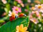 La coccinelle au jardin : pourquoi cet insecte précieux mérite d'être protégé et non chassé