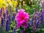 Pour un laurier-rose plus florissant, misez sur ces 6 associations végétales malines