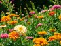 6 plantes vivaces à planter en juin pour un jardin fleuri tout l'été