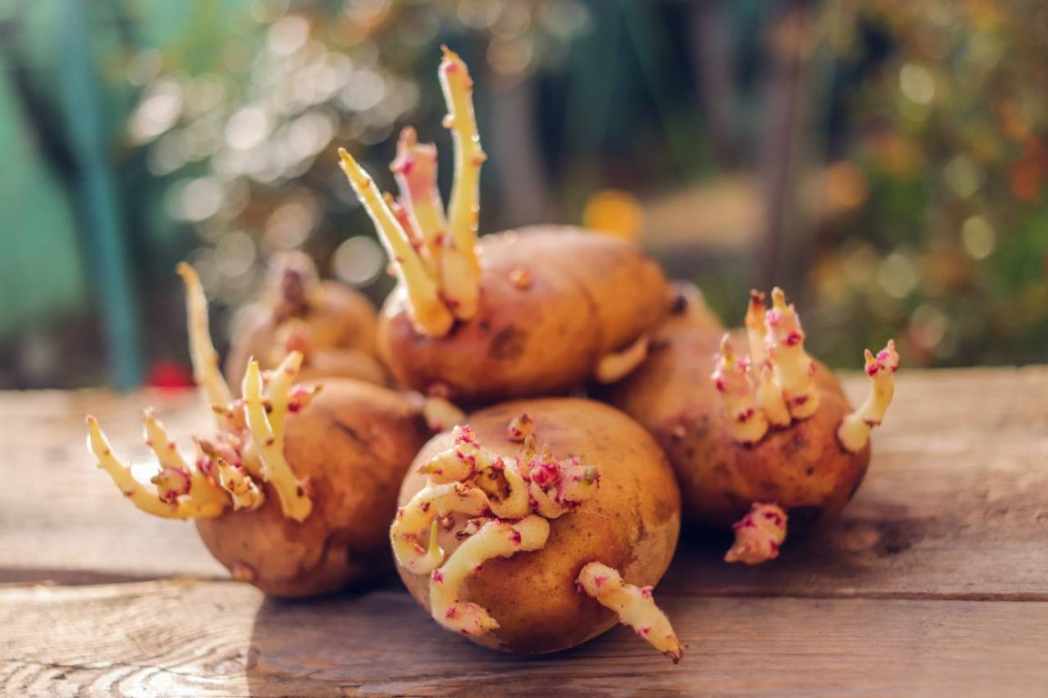Vos pommes de terre ont germé ? Voici surtout ce qu’il ne faut pas faire