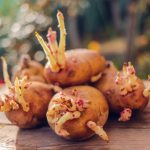 Vos pommes de terre ont germé ? Voici surtout ce qu’il ne faut pas faire