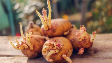 Vos pommes de terre ont germé ? Voici surtout ce qu’il ne faut pas faire