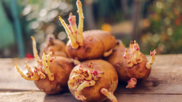 Vos pommes de terre ont germé ? Voici surtout ce qu’il ne faut pas faire