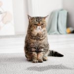 Chat qui urine partout dans la maison : comment mettre fin à ce calvaire