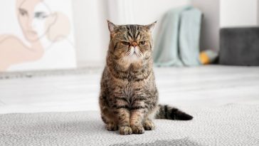 Chat qui urine partout dans la maison : comment mettre fin à ce calvaire