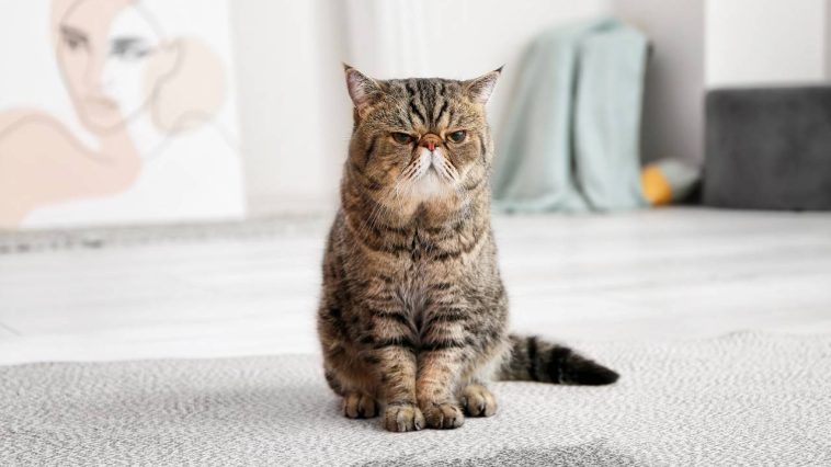 Chat qui urine partout dans la maison : comment mettre fin à ce calvaire