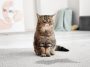 Chat qui urine partout dans la maison : comment mettre fin à ce calvaire