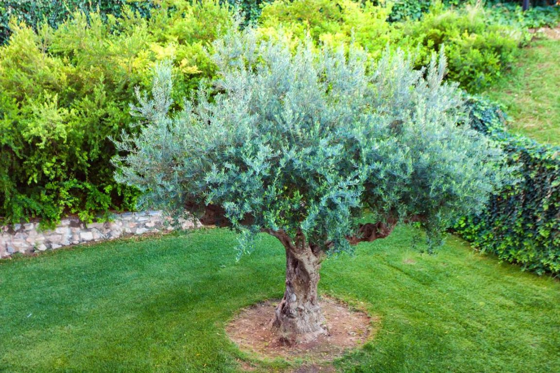 Planter un olivier, c’est facile… mais ces erreurs pourraient tout gâcher