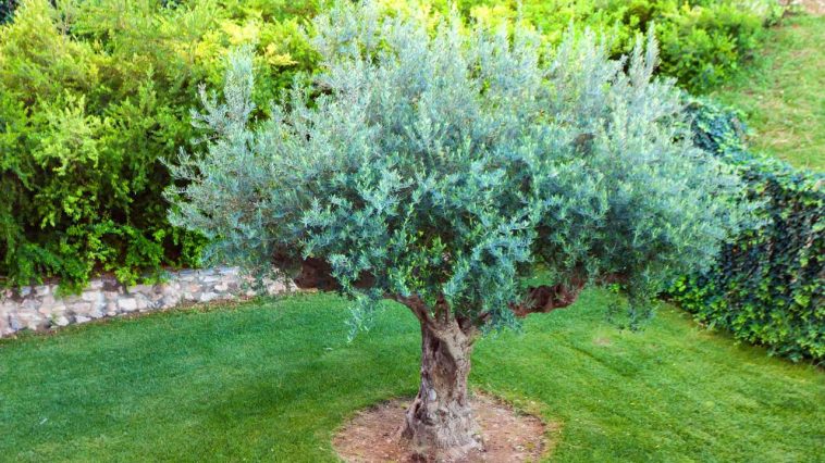 Planter un olivier, c’est facile… mais ces erreurs pourraient tout gâcher
