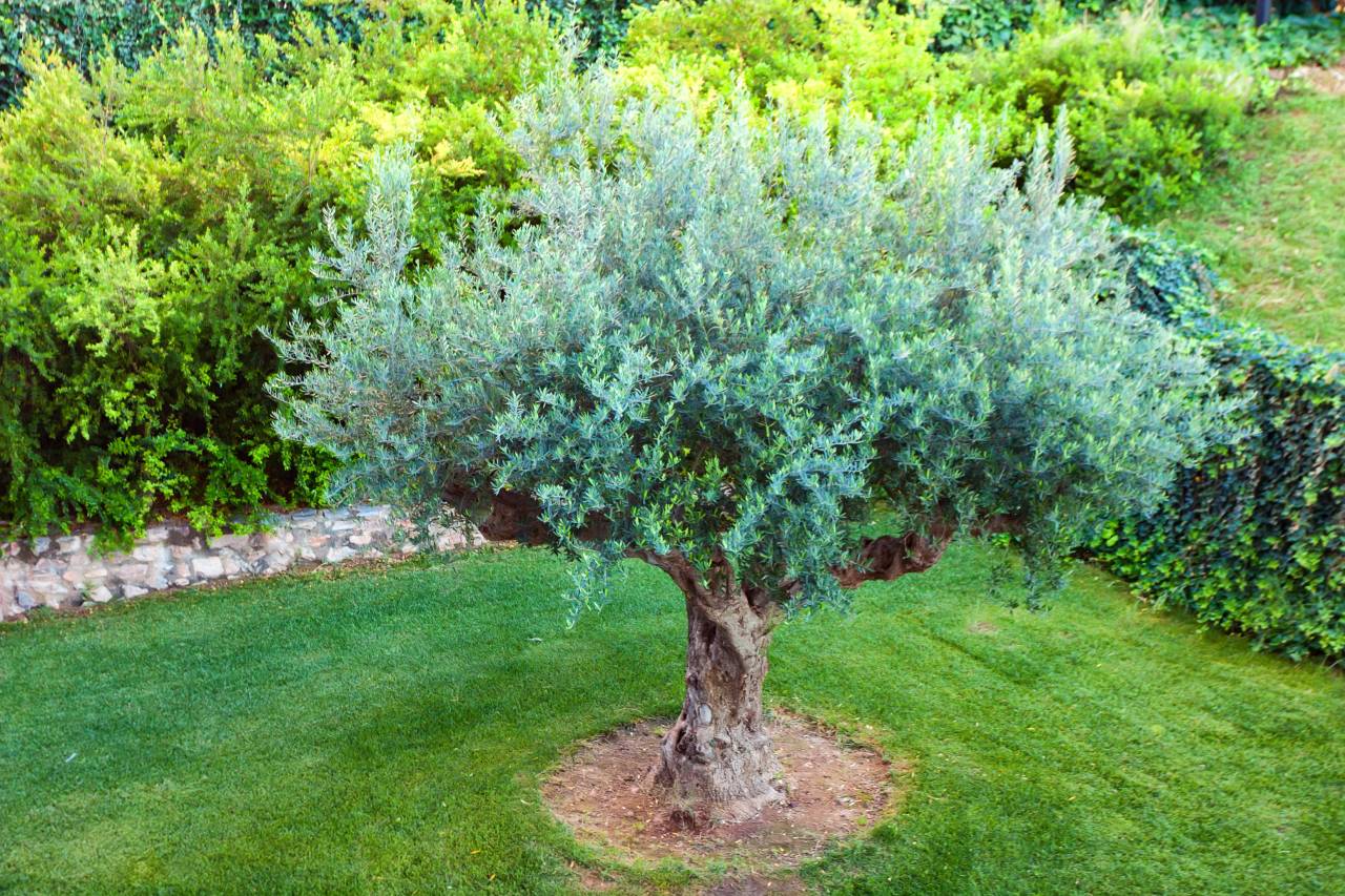 Planter un olivier, c’est facile… mais ces erreurs pourraient tout gâcher