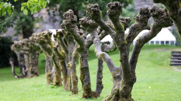 Mûrier platane : quand et comment le tailler pour qu'il reste beau et vigoureux