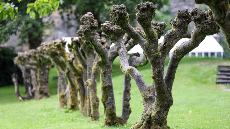 Mûrier platane : quand et comment le tailler pour qu'il reste beau et vigoureux