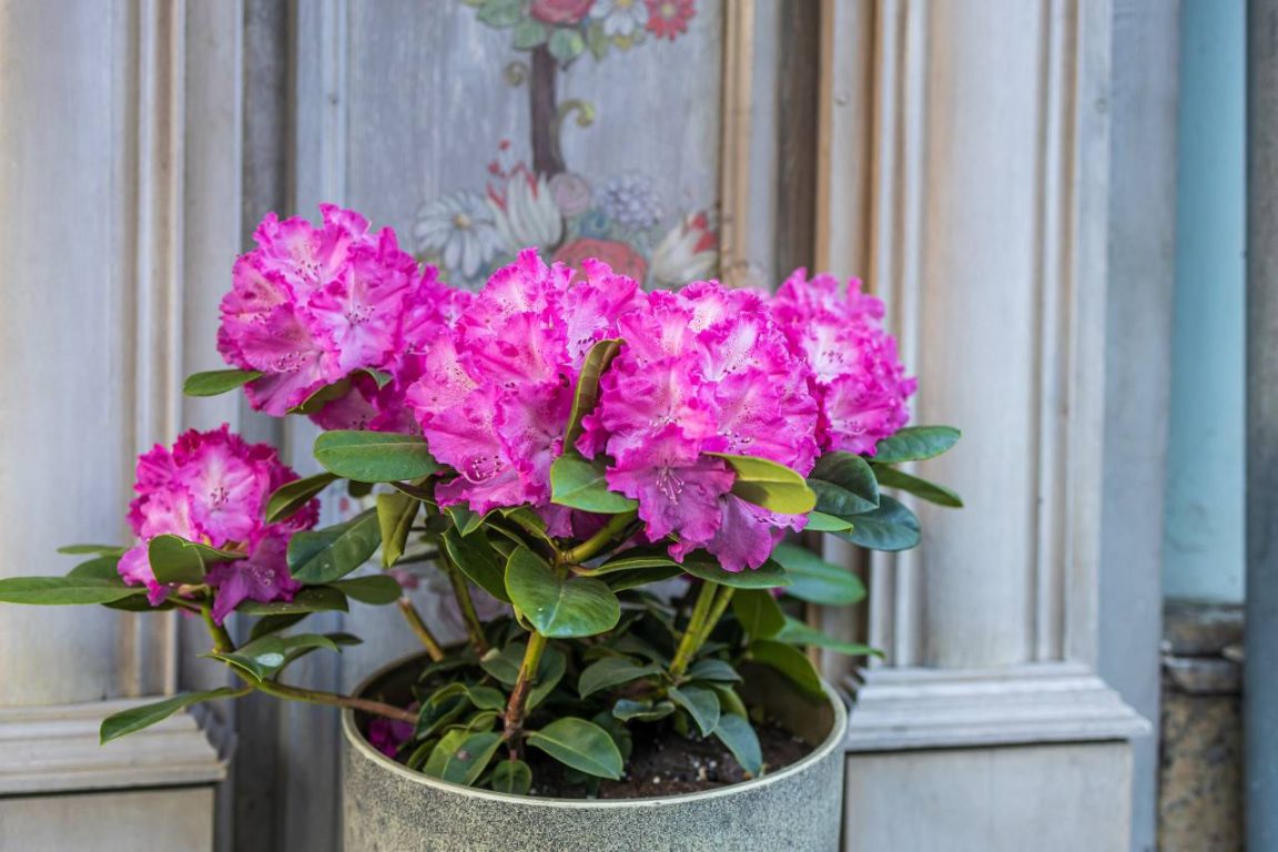 Rhododendron en pot : la plante miracle qui transforme votre terrasse sans effort