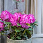 Rhododendron en pot : la plante miracle qui transforme votre terrasse sans effort
