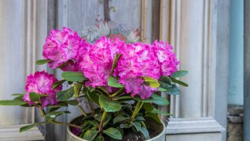 Rhododendron en pot : la plante miracle qui transforme votre terrasse sans effort
