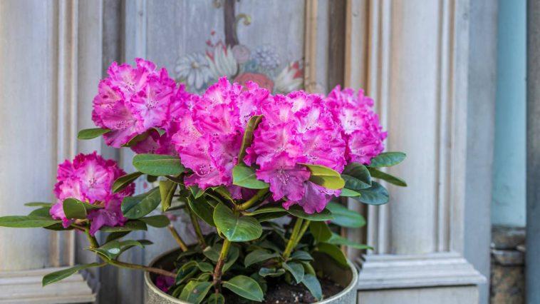 Rhododendron en pot : la plante miracle qui transforme votre terrasse sans effort