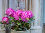 Rhododendron en pot : la plante miracle qui transforme votre terrasse sans effort
