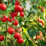 Vos plants de tomates promettent beaucoup ? Voici les 7 étapes pour ne rien gâcher