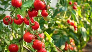 Vos plants de tomates promettent beaucoup ? Voici les 7 étapes pour ne rien gâcher