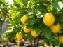 Le secret pour enfin voir votre citronnier crouler sous les fruits cette saison