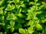 Planter menthe et basilic ensemble : bonne ou mauvaise idée pour repousser les nuisibles ?